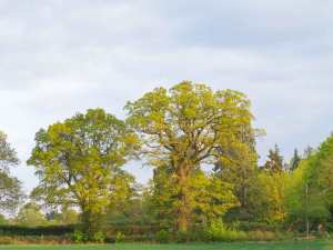 Oak Farm, Croxley Green