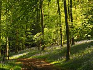 Spring on Christmas Common