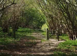 Spring on Pyrton Hill