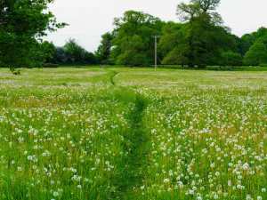 Through the dandelions