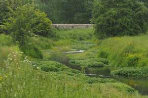 Watercress, The River Gade, Great Gaddesden