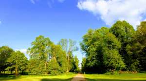 Whippendell Woods, Hertfordshire, evening sunshine in May