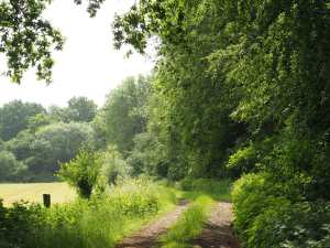 Angel's Wood, Great Offley, Hertfordshire