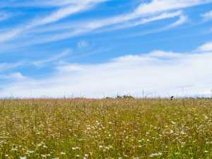 Blue skies and wild flower meadows