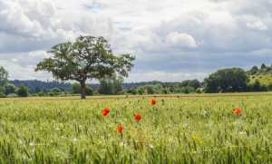 Cock Marsh, Cookham, Berkshire