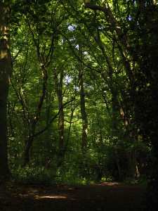 Collings Hanger, Prestwood