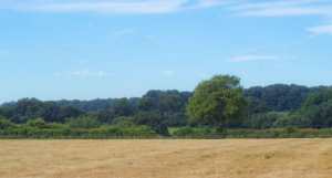 Fields near Studham, Hertfordshire