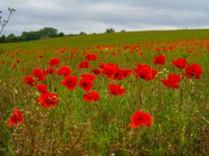Poppies