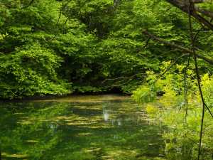 The Misbourne, Chalfont St Peter