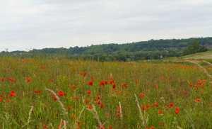 The view towards West Hyde