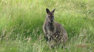 Whipsnade Wallaby
