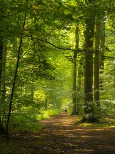 Dog walking in Common Wood, Penn