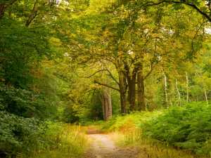 Egypt Woods, Burnham