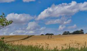 Greensands Ridge in July