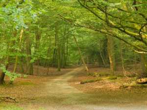 Halse Drive, Burnham Beeches
