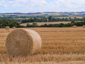 Hay bales in the sun