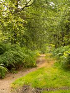 Heathfield Wood, near Egypt, Buckinghamshire