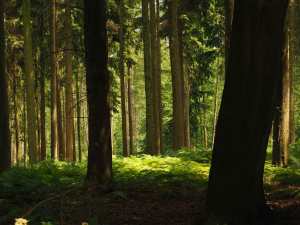 Hodgemoor Woods, Seer Green