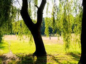 Weeping Willow, Haste Hill Golf Course