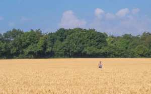 Wheat fields near Penn