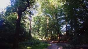 Woodland shadows, Ruislip Woods