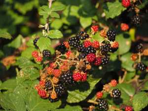 Autumn fruits