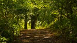 Common Wood, Streatley