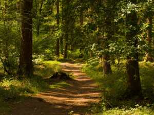 Summer in the Forest of Dean