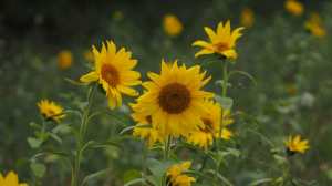 Sunflowers