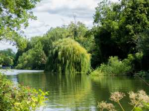 Weeping Willow, River Thames, Goring