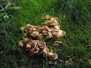 Autumn toadstools