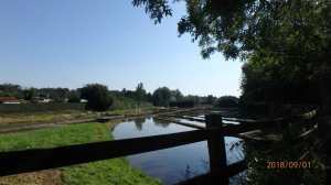 Watercress beds, Whitwell, Hertfordshire
