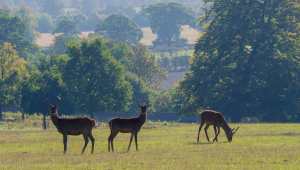 Woburn Deer