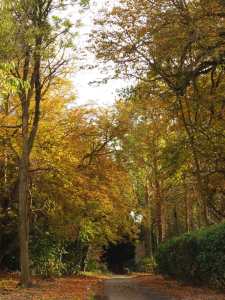 Autumn colours and Quiet Lanes, Checkendon