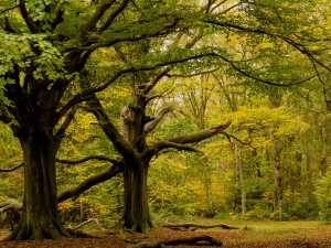 Autumn in Hertfordshire