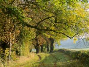 Autumn lanes, Oxfordshire