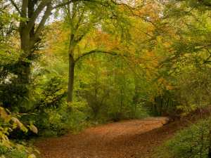 Icknield Way, Aston Rowant