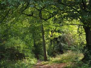 Ispden Wood, Checkendon