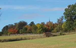 St Giles, Codicote through the trees