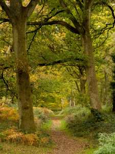 The Golden Valley, Ashridge