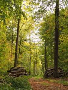 Woodland management near Hook End, Checkendon