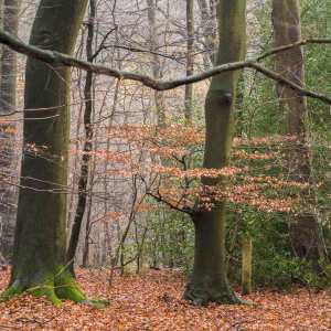 Chiltern Woods in November