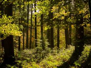 Kingswood Common, Stoke Row