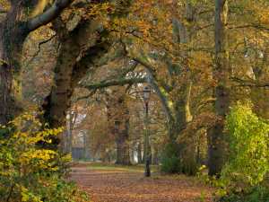 Narnia on Marlow Common
