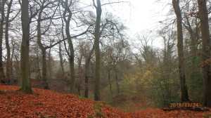 Sandwich Wood, Little Kingshill