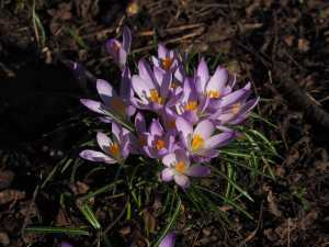 Cliveden's crocuses