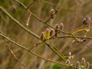 Catkins...again