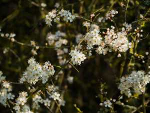 Hawthorn blossom