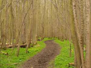 Whitehall Plantation, Wrest Park