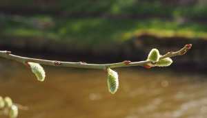 Willow catkins